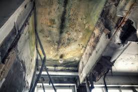 Best Emergency Mold Remediation  in Hayfork, CA